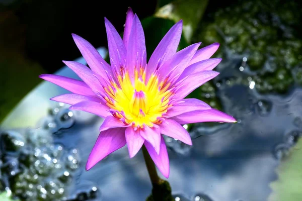Beautiful Lotus Lake Blooming Lotus Flower Reflection Water Selective Focus — Stock Photo, Image