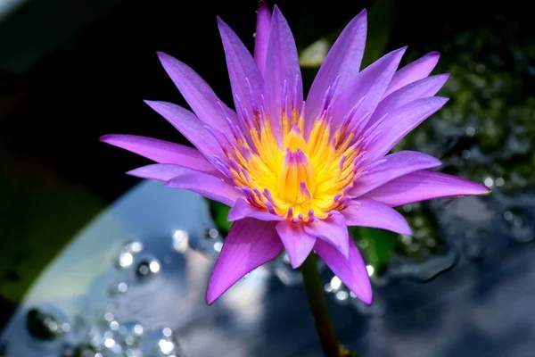 Beautiful Lotus in the lake, Blooming Lotus Flower and reflection in water, selective focus.