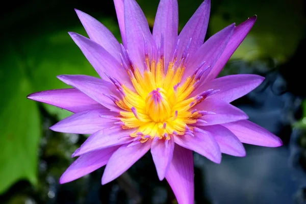 Beautiful Lotus Lake Blooming Lotus Flower Reflection Water Selective Focus — Stock Photo, Image