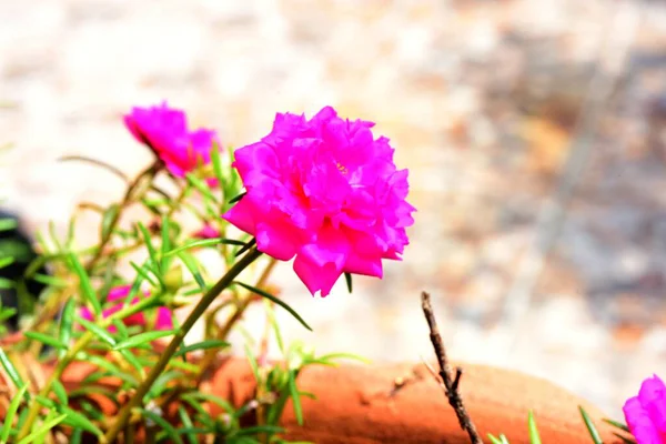Colorful Flowers Garden Pink Flower Blooming — Stock Photo, Image