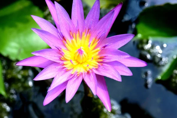 Beautiful Lotus in the lake, Blooming Lotus Flower and reflection in water, selective focus.