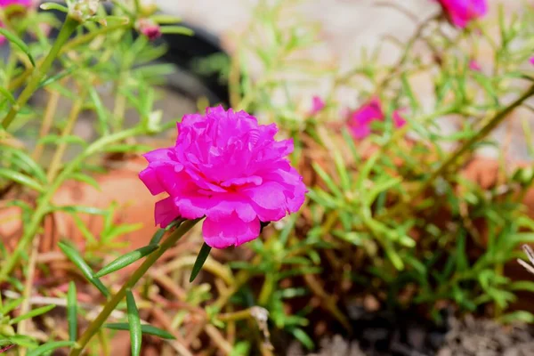 Kleurrijke Bloemen Tuin Roze Bloeiende Bloem — Stockfoto