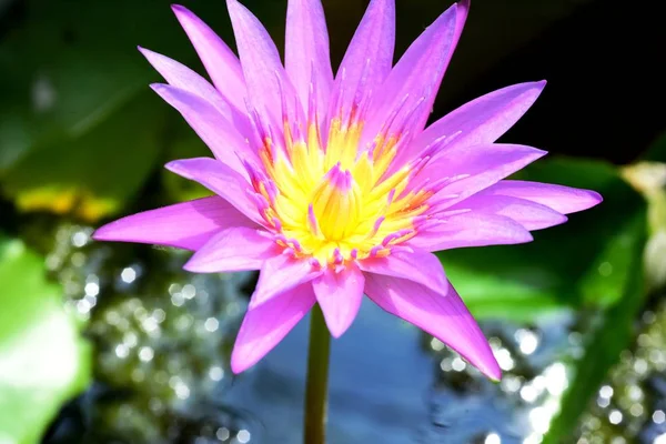 Beautiful Lotus in the lake, Blooming Lotus Flower and reflection in water, selective focus.