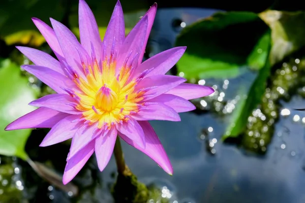 Beautiful Lotus in the lake, Blooming Lotus Flower and reflection in water, selective focus.