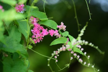 Bahçedeki renkli çiçekler. Çiçekler. Bahçedeki güzel çiçekler..