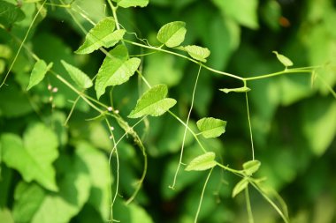 Çiçekler güneş ışığı ve gökyüzü arkaplanıyla açar, çiftlikte güneş ışığı arka planında bitki büyür.. 