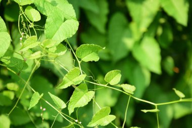 Çiçekler güneş ışığı ve gökyüzü arkaplanıyla açar, çiftlikte güneş ışığı arka planında bitki büyür.. 
