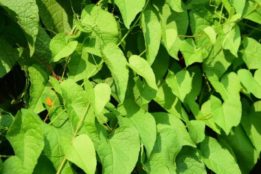 Çiçekler güneş ışığı ve gökyüzü arkaplanıyla açar, çiftlikte güneş ışığı arka planında bitki büyür.. 