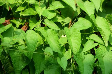Çiçekler güneş ışığı ve gökyüzü arkaplanıyla açar, çiftlikte güneş ışığı arka planında bitki büyür.. 