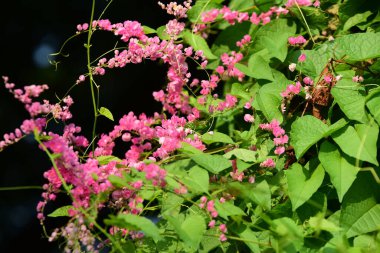 Çiçekler güneş ışığı ve gökyüzü arkaplanıyla açar, çiftlikte güneş ışığı arka planında bitki büyür.. 