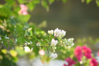 Renkli çiçek bahçeleri, çiçekler. Bahçede güzel çiçekler. Yazın açan çiçekler.