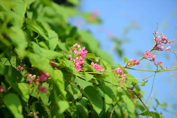 太陽と空を背景に花が咲き陽射しを背景にした農場での植物の成長 — ストック写真