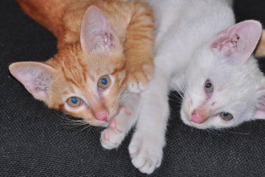 Kırmızı ve beyaz küçük kedicikler