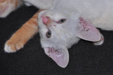 Kırmızı ve beyaz küçük kedicikler