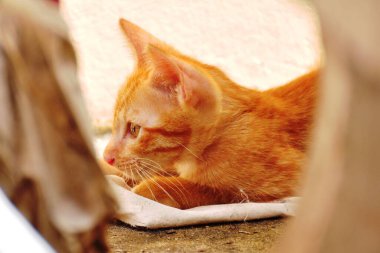 Küçük kırmızı kedicik yaklaş