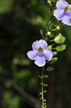 Renkli çiçek bahçeleri, çiçekler. Bahçede güzel çiçekler. Yazın açan çiçekler.