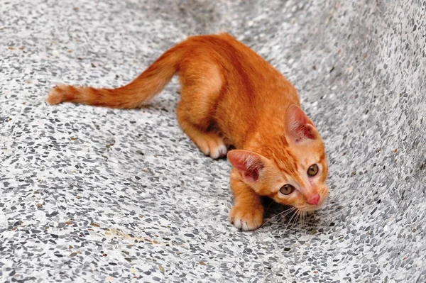Mały Czerwony Kotek Bliska — Zdjęcie stockowe