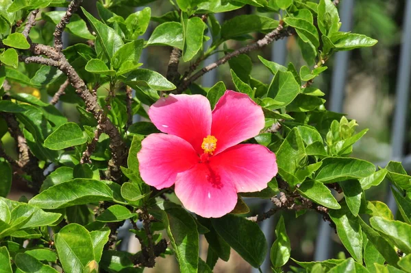 Kleurrijke Bloemen Tuin Bloem Bloeien Mooie Bloemen Tuin Bloeien Zomer — Stockfoto