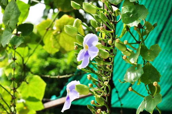 Fleurs Colorées Jardin Floraison Des Fleurs Belles Fleurs Dans Jardin — Photo