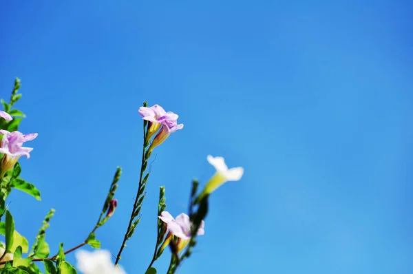 Flores Coloridas Jardim Flor Blooming Beautiful Flores Jardim Blooming Verão — Fotografia de Stock