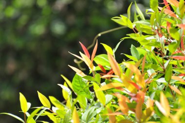 Renkli yapraklar yeşil bahçede