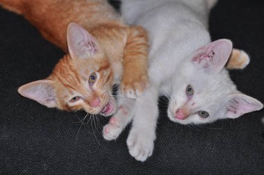 Kırmızı ve beyaz küçük kedicikler