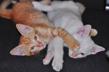 Kırmızı ve beyaz küçük kedicikler