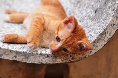 Kırmızı ev küçük kedicik.