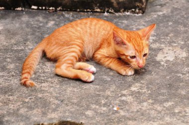 Şirin kedi yavruları oynuyorlar ve bölgeyi mutlu bir şekilde keşfediyorlar..