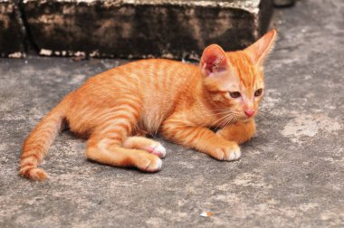Şirin kedi yavruları oynuyorlar ve bölgeyi mutlu bir şekilde keşfediyorlar..