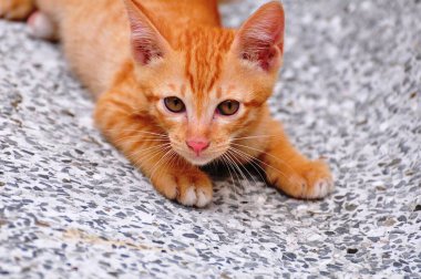 Şirin kedi yavruları oynuyorlar ve bölgeyi mutlu bir şekilde keşfediyorlar..