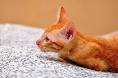 Şirin kedi yavruları oynuyorlar ve bölgeyi mutlu bir şekilde keşfediyorlar..