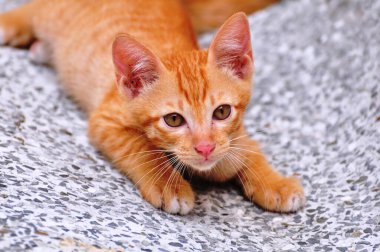 Şirin kedi yavruları oynuyorlar ve bölgeyi mutlu bir şekilde keşfediyorlar..