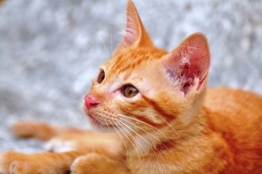 Kırmızı ev küçük kedicik.