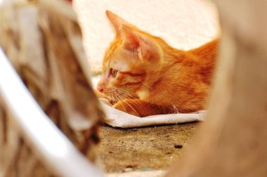 Şirin kedi yavruları oynuyorlar ve bölgeyi mutlu bir şekilde keşfediyorlar..