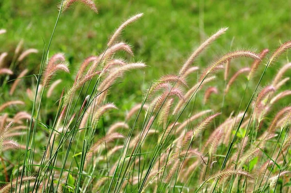 Erba Alta Nel Giardino Verde — Foto Stock