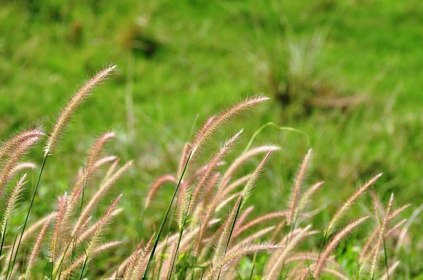 Flores Grama Têm Fundo Verde Usado Como Imagem Fundo — Fotografia de Stock