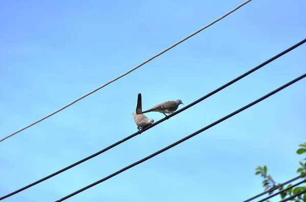 Pomba Empoleirada Uma Linha Luz Com Céu Azul — Fotografia de Stock