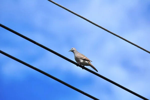 Dove Perched Line Light Blue Sky — Stock Photo, Image