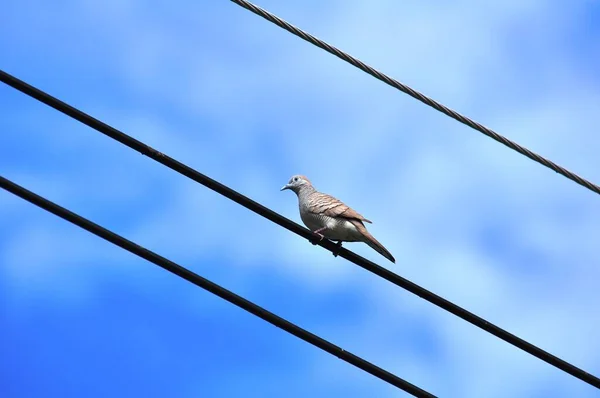 Pomba Empoleirada Uma Linha Luz Com Céu Azul — Fotografia de Stock