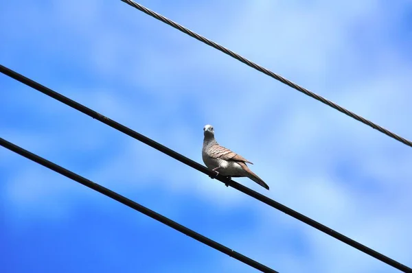 Güvercin Mavi Gökyüzü Ile Bir Işık Çizgisi Üzerine Tünedi — Stok fotoğraf