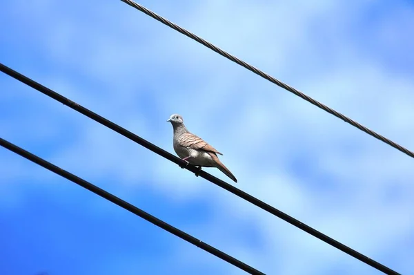 Dove Perched Line Light Blue Sky — Stock Photo, Image