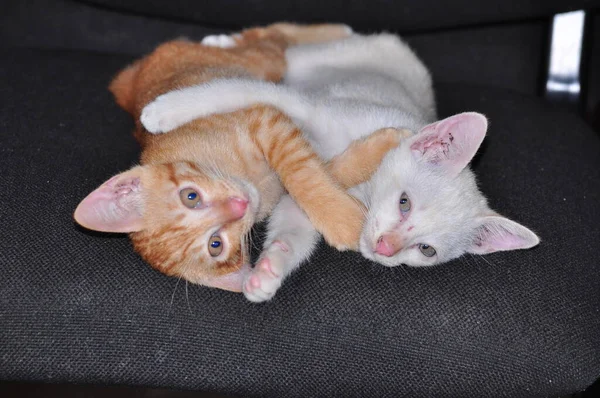 Gatinhos Pequenos Vermelhos Brancos — Fotografia de Stock