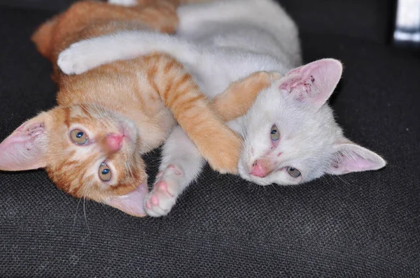 Röda Och Vita Små Kattungar — Stockfoto