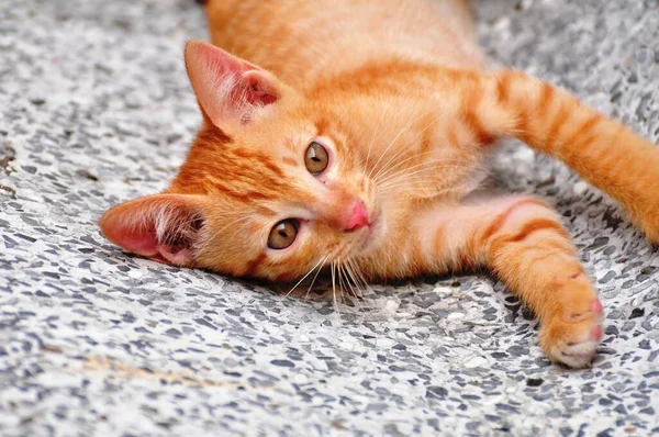 Lindos Gatitos Están Jugando Explorando Zona Felizmente —  Fotos de Stock