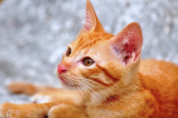 Red Home Little Kitten — Stock Photo, Image