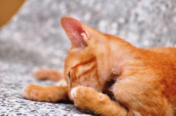 Lindos Gatitos Están Jugando Explorando Zona Felizmente —  Fotos de Stock