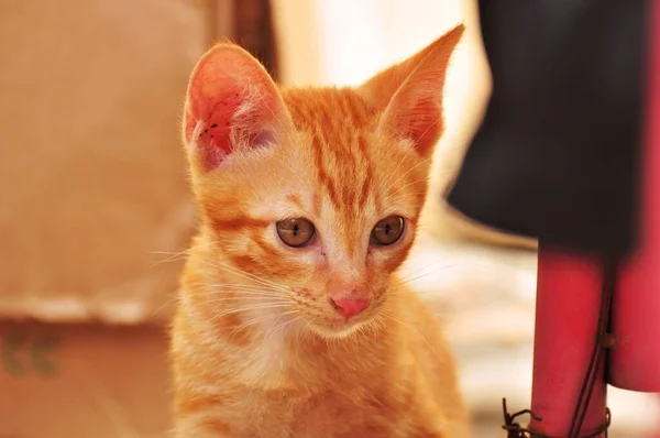 Cute Kotki Grają Zwiedzanie Okolicy Szczęśliwie — Zdjęcie stockowe