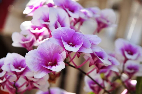 Orquídeas Roxas Bonitas Borda Casa — Fotografia de Stock