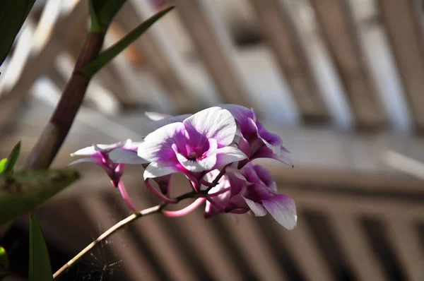 Красиві Фіолетові Орхідеї Краю Будинку — стокове фото